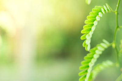 Close-up of fern