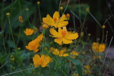 Close-up of yellow flowers blooming outdoors