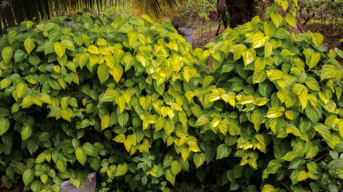 High angle view of yellow leaves on plant