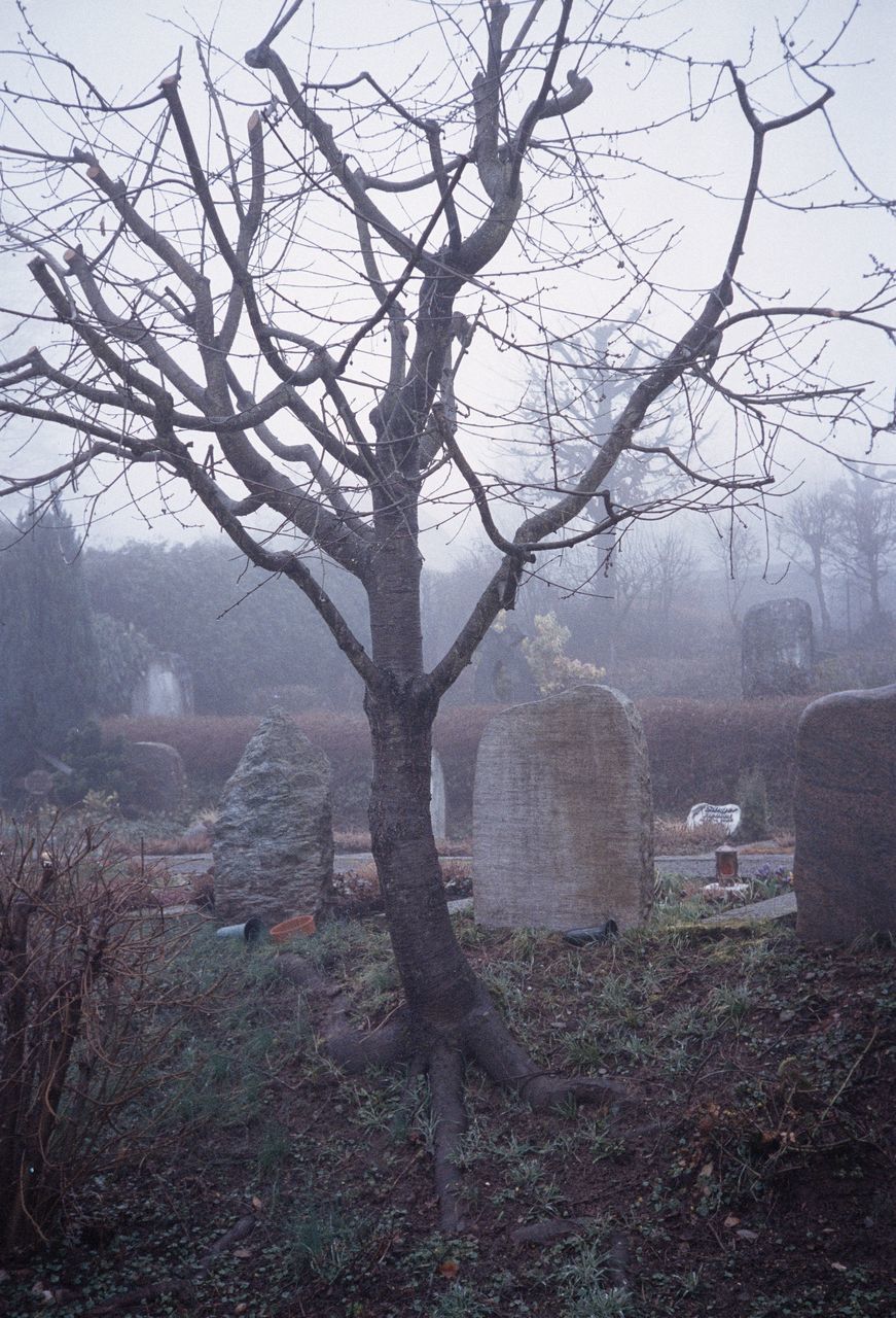 tree, fog, plant, bare tree, nature, tombstone, grave, cemetery, stone, day, tranquility, land, branch, no people, outdoors, architecture, field, sky, tranquil scene, hazy