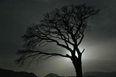 Low angle view of silhouette bare tree against sky at night