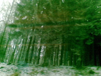 Trees in forest