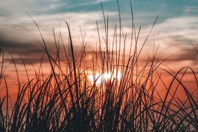 Silhouette plants on field against sky during sunset