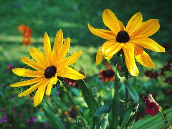 Close-up of yellow cosmos flower