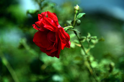 Close-up of red rose against blurred background