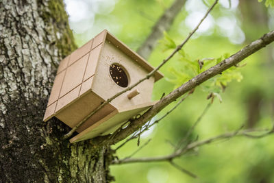 Low angle view of birdhouse on tree