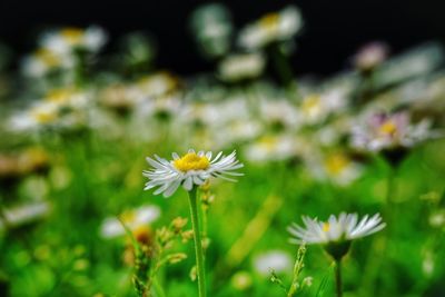 Close-up of white daisy flower