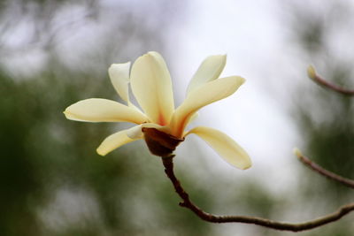 Close-up of white flowering plant