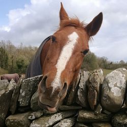 Close-up of horse against sky