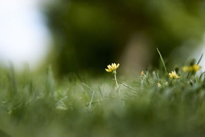 Close-up of flowering plant on field
