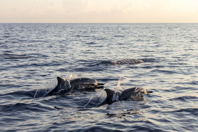 Dolphins swimming in sea during sunset