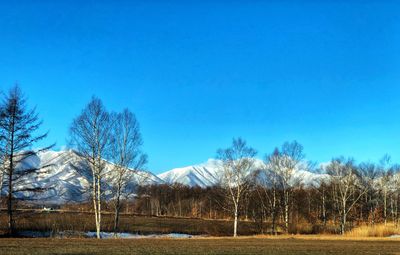 Bare trees on field against clear blue sky