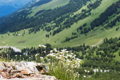 Wild flowers on the background of mountains and blue sky. the concept of local travel.