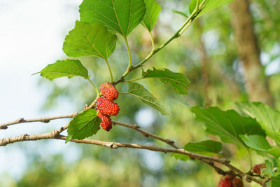 Close-up of red berries on tree