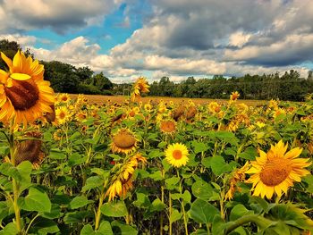 Sunflowers blooming on field against sky