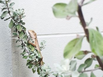 Chameleon on plant against wall