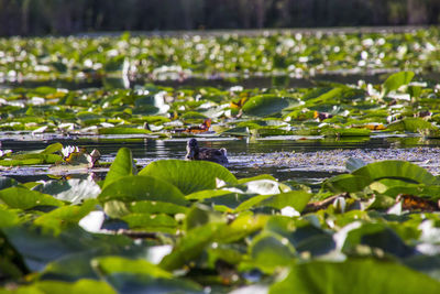 Close-up of lotus water lily in lake