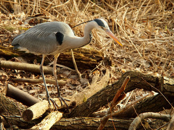 Heron perching on a land