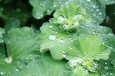 Close-up of water drops on leaves