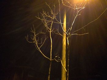 Close-up of bare tree at night