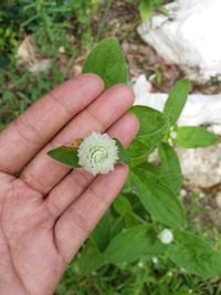 Close-up of hand holding plant