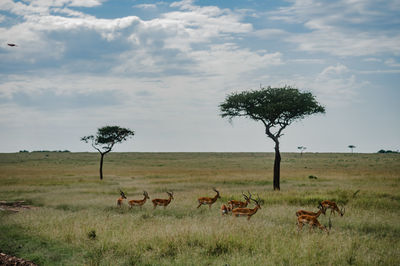 Horse grazing on field against sky