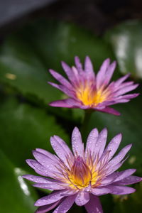 Close-up of purple flowering plant