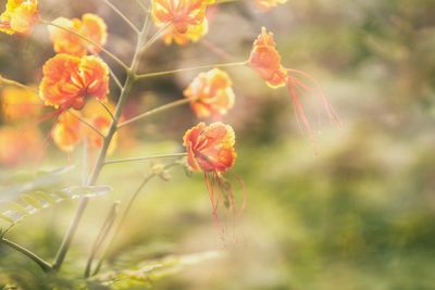 Close-up of orange flowering plant