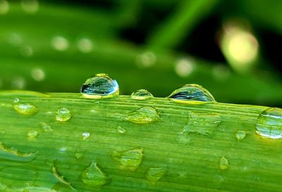 Close-up of raindrops on leaves