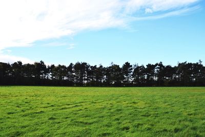 Scenic view of grassy field against sky