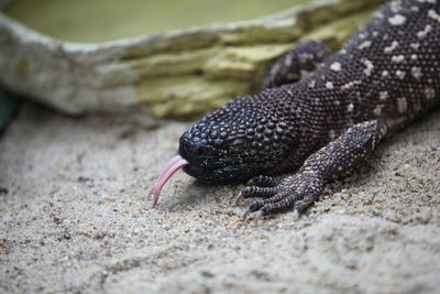 Close-up of lizard on rock