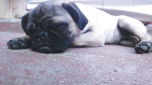 Close-up of dog relaxing on floor