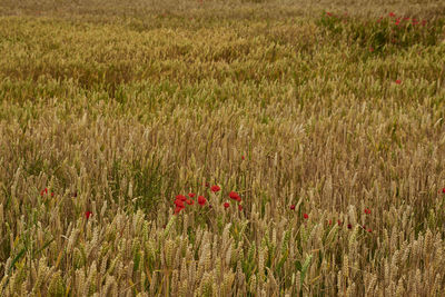 Plants growing on field