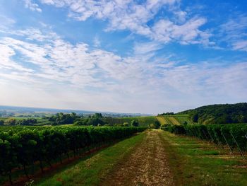 Scenic view of vineyard