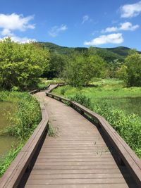 Boardwalk amidst plants against sky