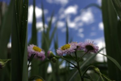 Close-up of flowers