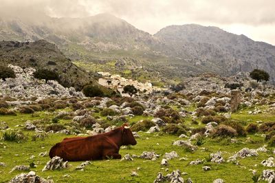 Cow standing in a field