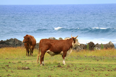 Cow and horse  at seaside near ahu tongariki on easter island of chile