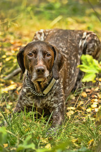 Portrait of a dog on field