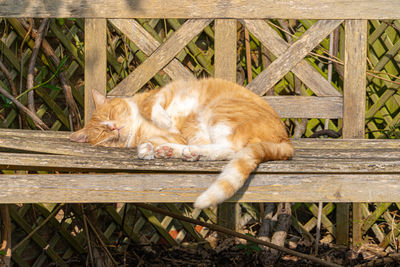 Cat resting relaxing and sleeping on a wood bench in sunshine