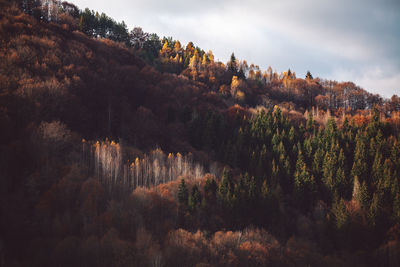 Scenic view of forest against sky during autumn