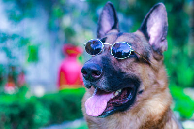 Close-up of a dog