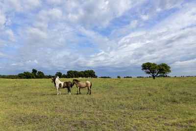 Horses grazing on field against sky