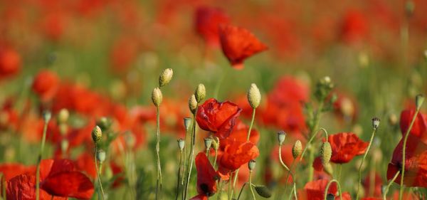 Close-up of red poppy flowers on field