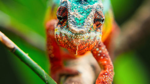 Close-up of lizard on leaf