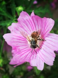 Close-up of pink flower