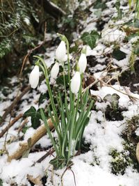 Close-up of white flowering plants on snow field