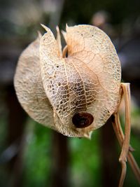 Close-up of mushroom