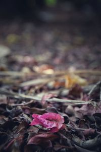 Close-up of pink rose leaves