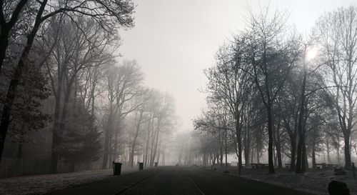 View of trees in foggy weather